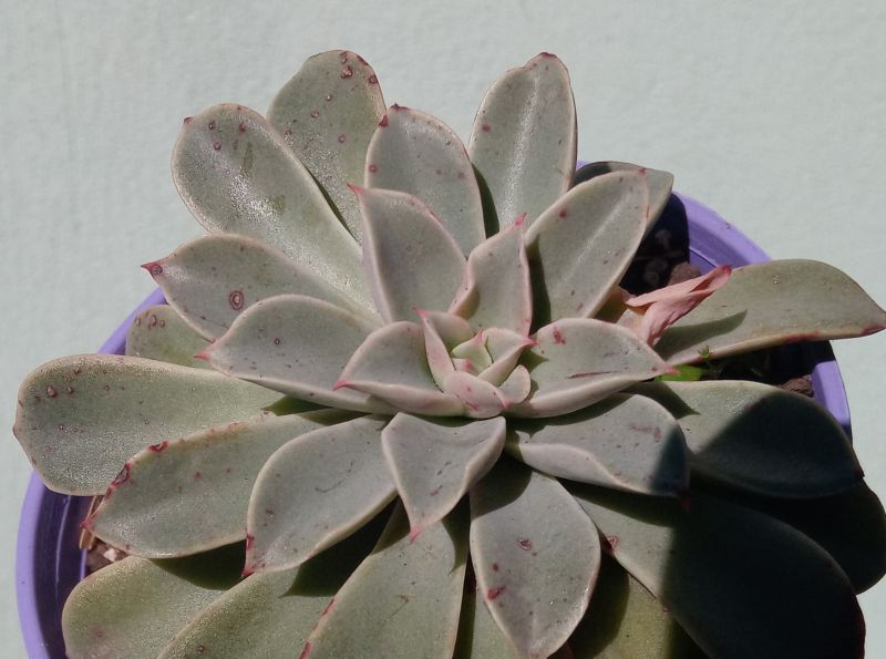 A photo of Echeveria Fantastic Fountain (HIBRIDO)