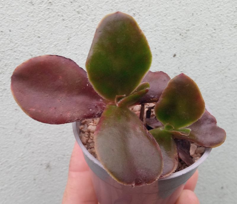 A photo of Echeveria fimbriata  