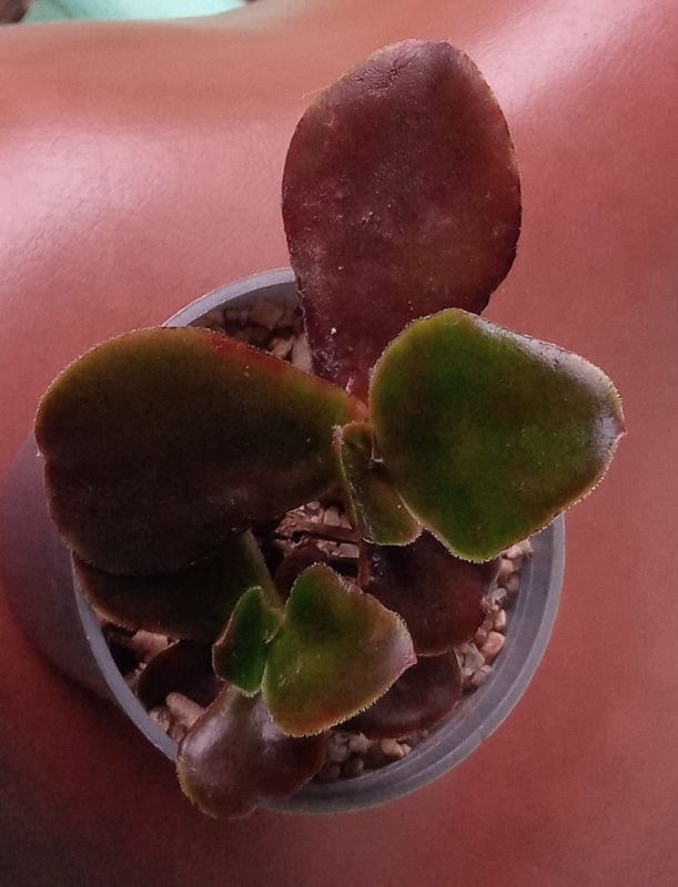 A photo of Echeveria fimbriata  