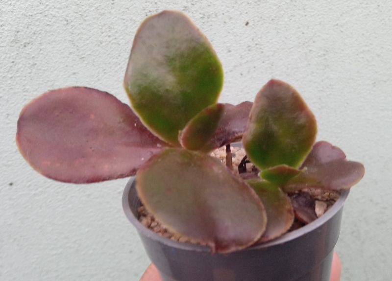 A photo of Echeveria fimbriata  