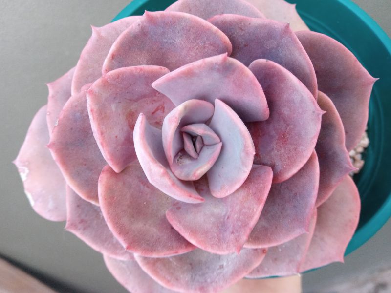 Una foto de Echeveria Dusty Rose (HIBRIDO)