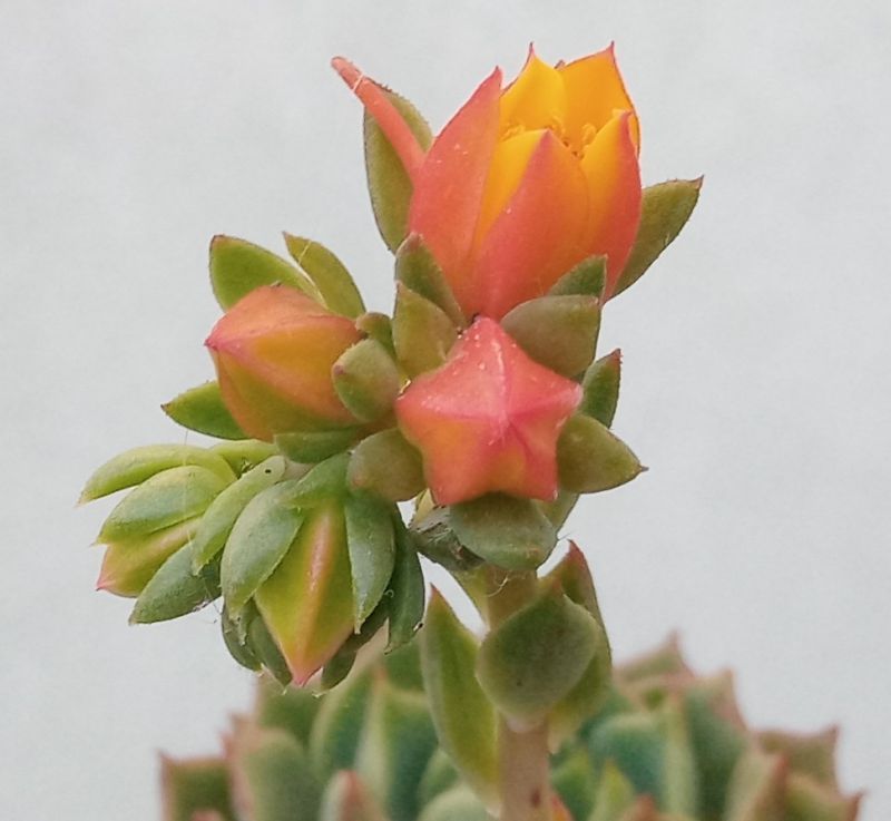 Una foto de Echeveria Ramillete (HIBRIDO)