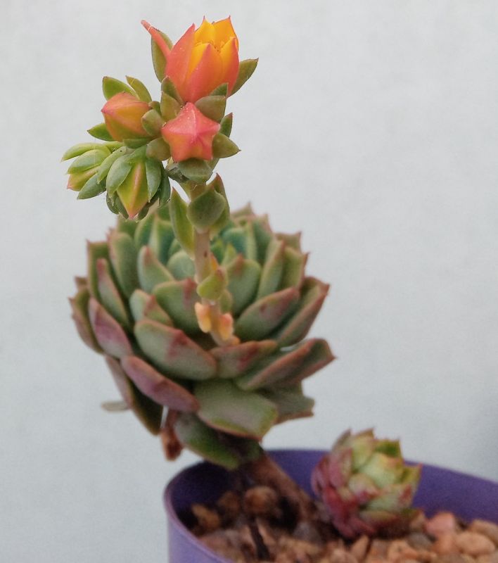 Una foto de Echeveria Ramillete (HIBRIDO)
