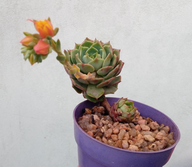 Una foto de Echeveria Ramillete (HIBRIDO)
