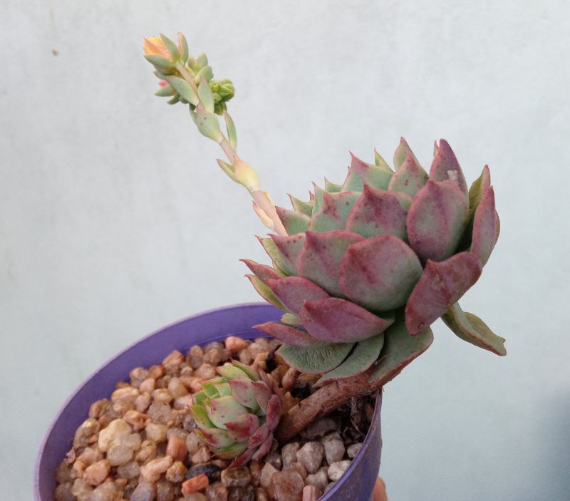 Una foto de Echeveria Ramillete (HIBRIDO)