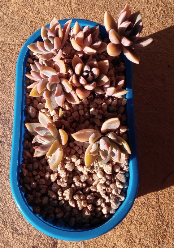 A photo of Graptoveria Waterlily