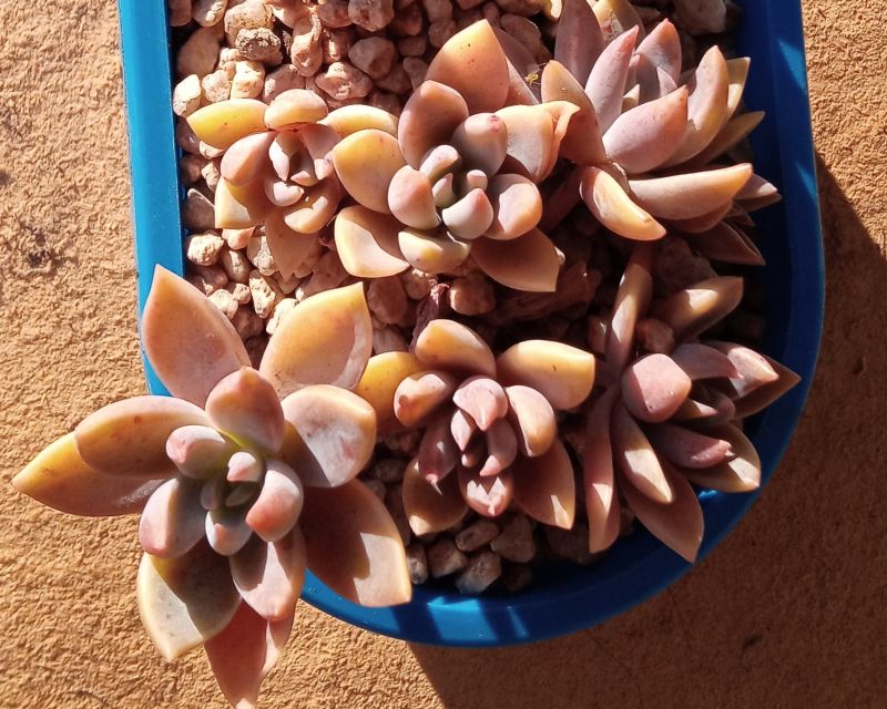 A photo of Graptoveria Waterlily