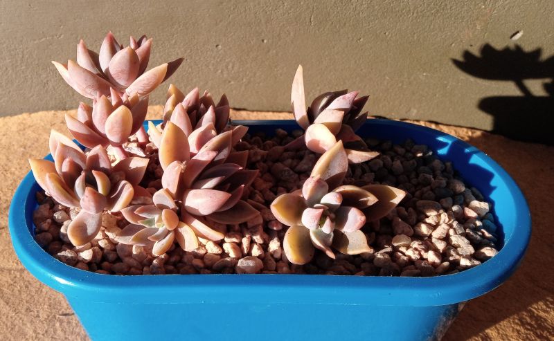A photo of Graptoveria Waterlily