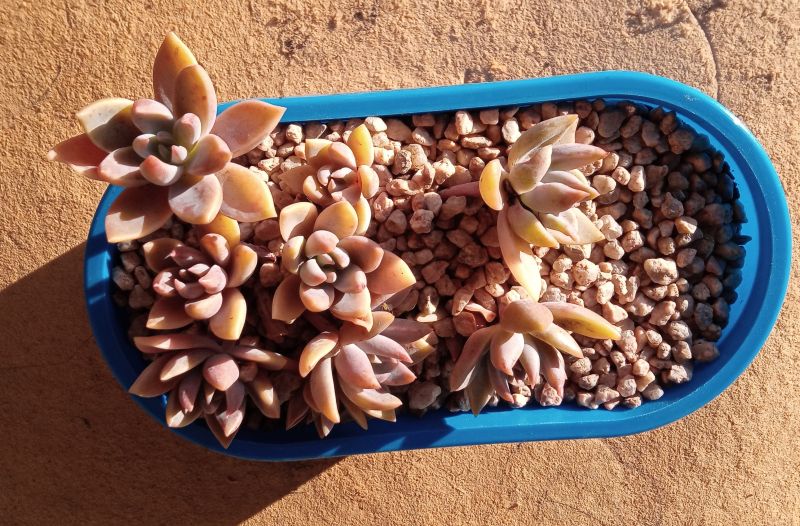 A photo of Graptoveria Waterlily