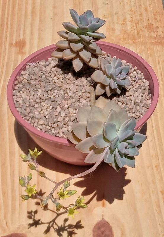 Una foto de Graptosedum Ghosty