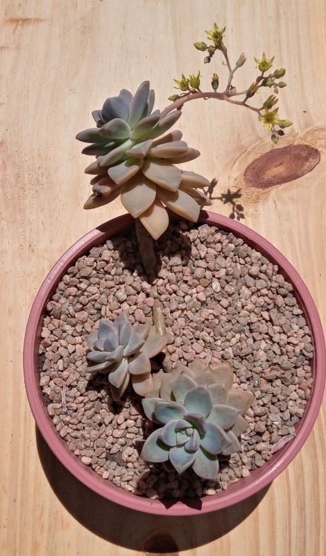 Una foto de Graptosedum Ghosty