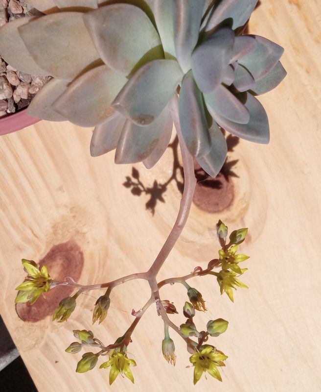 Una foto de Graptosedum Ghosty