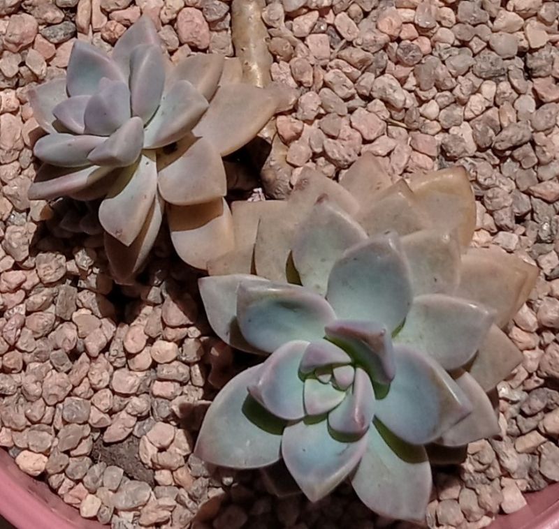 Una foto de Graptosedum Ghosty