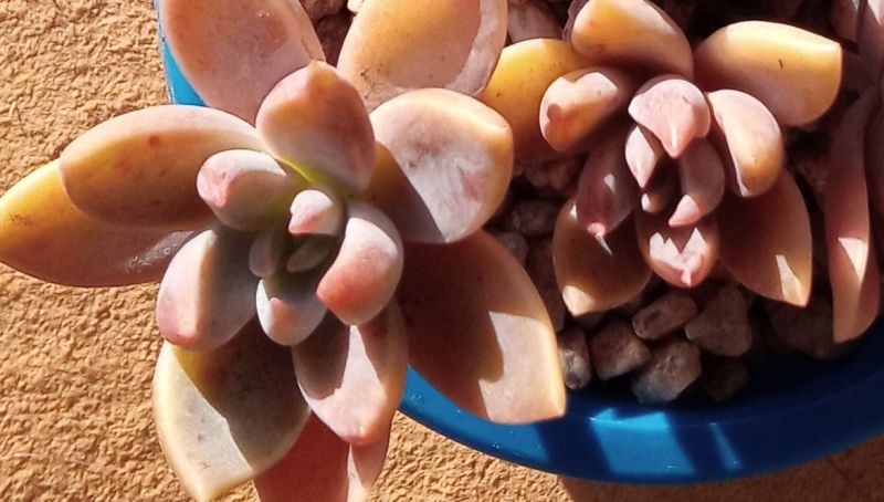 A photo of Graptoveria Waterlily