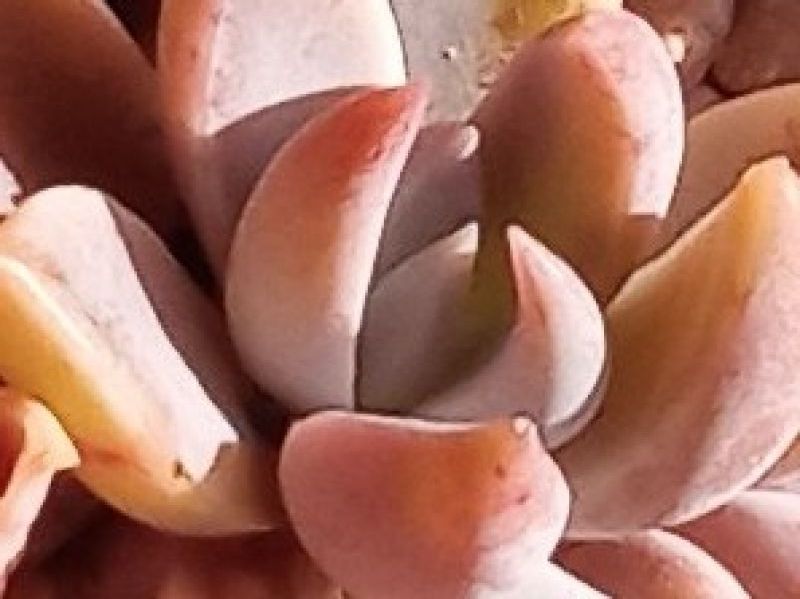 A photo of Graptoveria Waterlily