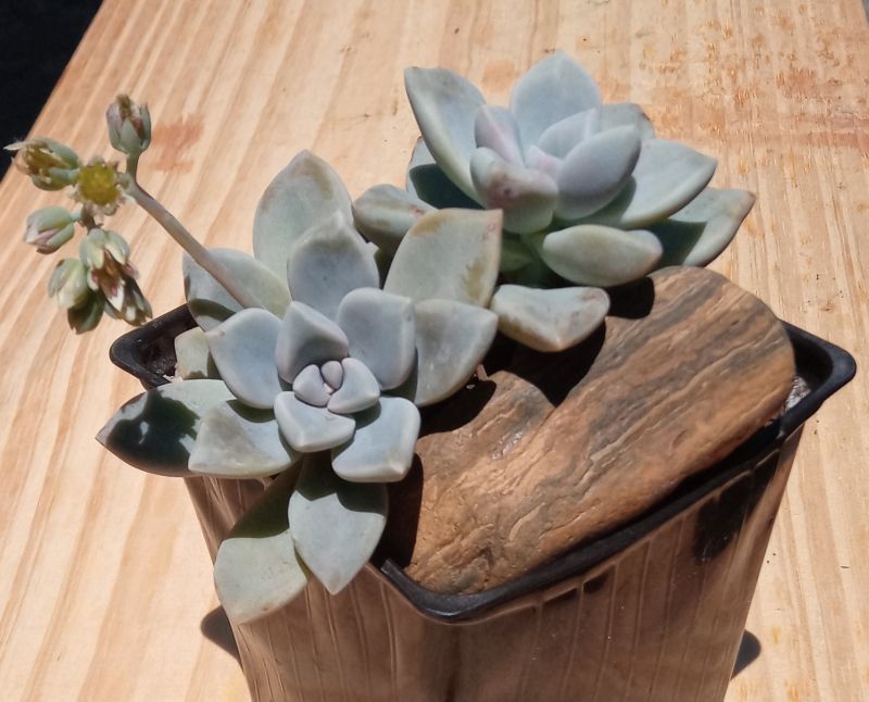 A photo of Graptopetalum Snow-White (HIBRIDO)