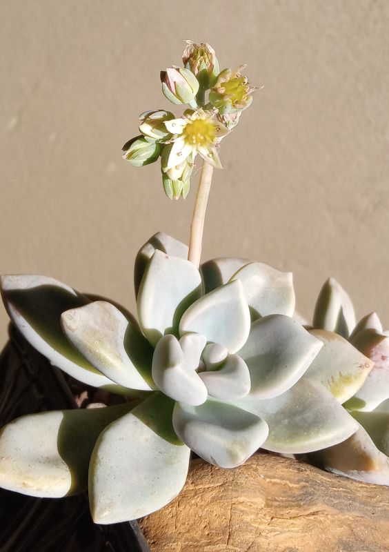 A photo of Graptopetalum Snow-White (HIBRIDO)