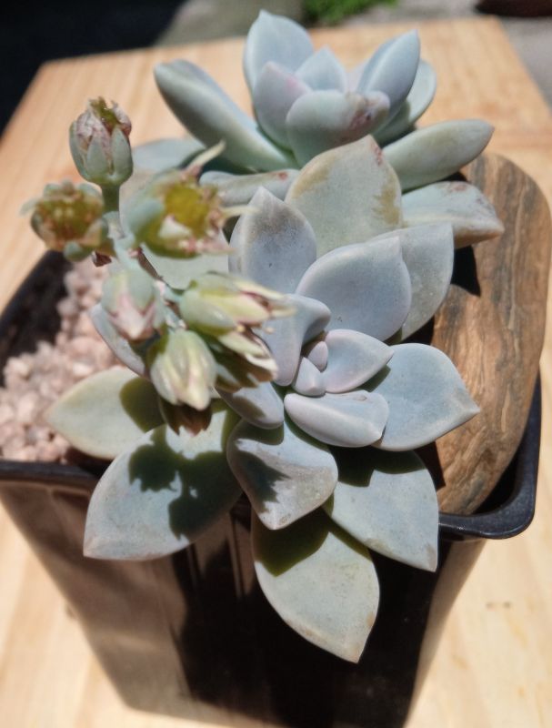 A photo of Graptopetalum Snow-White (HIBRIDO)