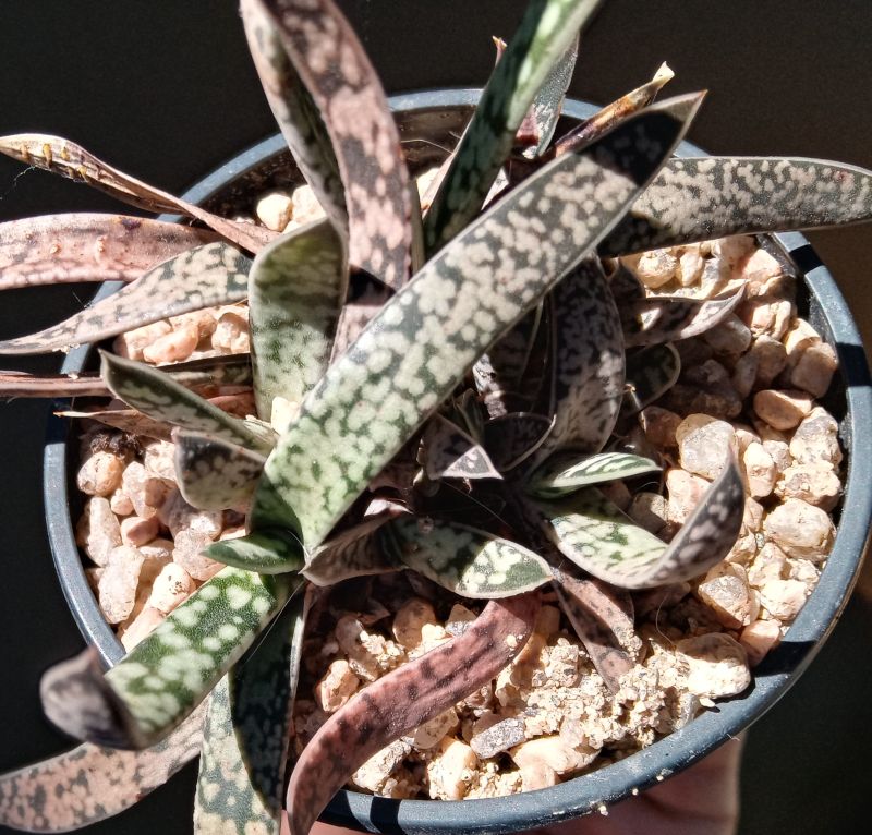 Una foto de Gasteria pulchra