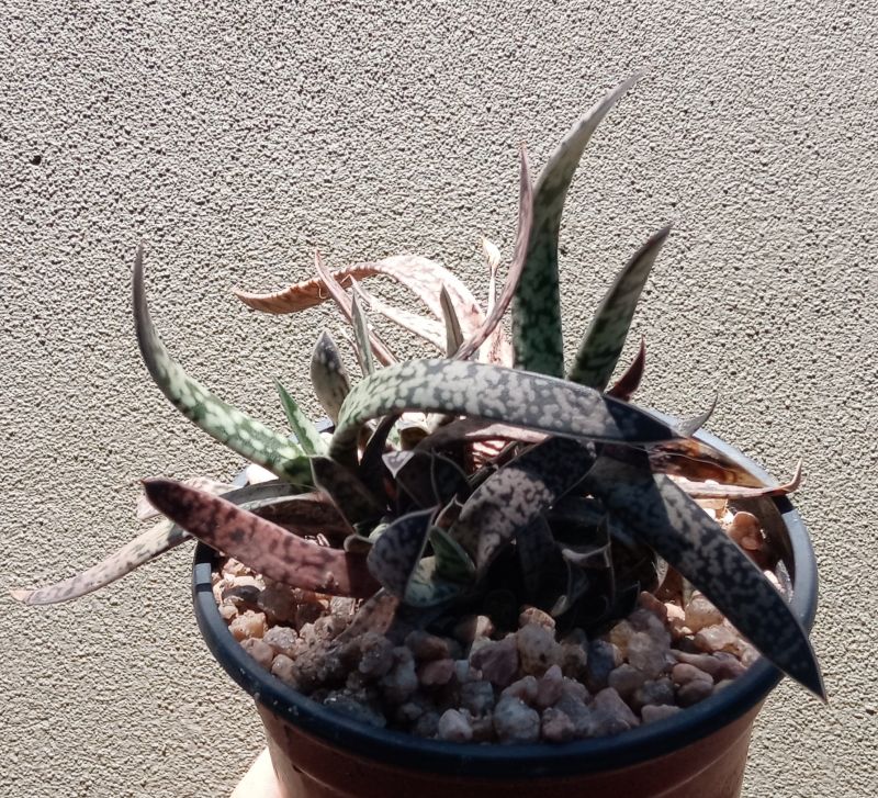 Una foto de Gasteria pulchra