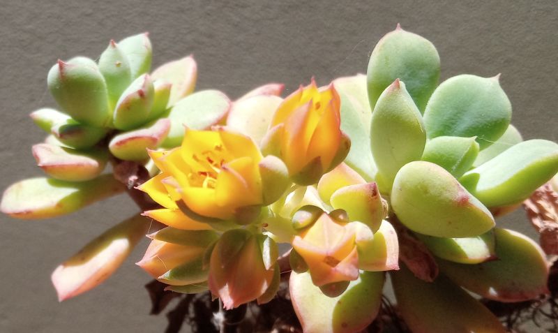 A photo of Echeveria x graessneri