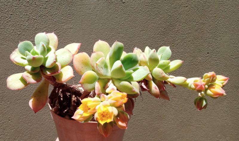 A photo of Echeveria x graessneri