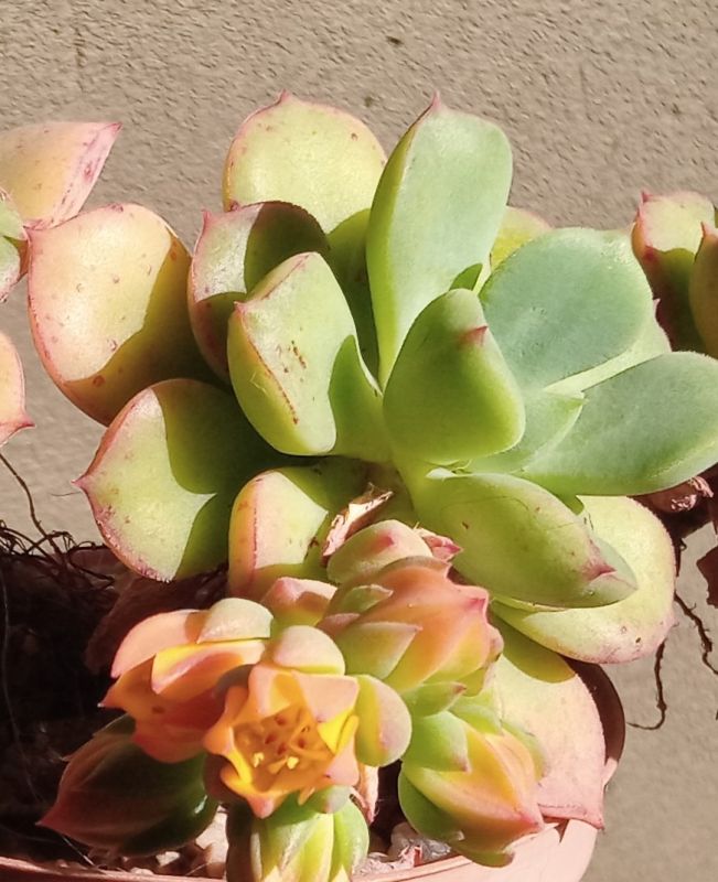 A photo of Echeveria x graessneri