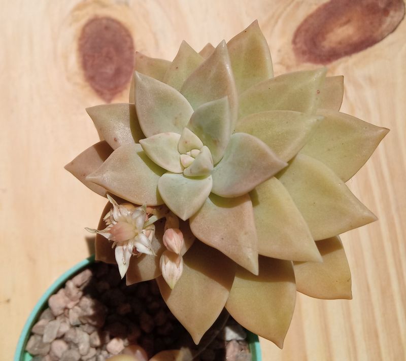A photo of Sedum Pat s Pink (HIBRIDO)