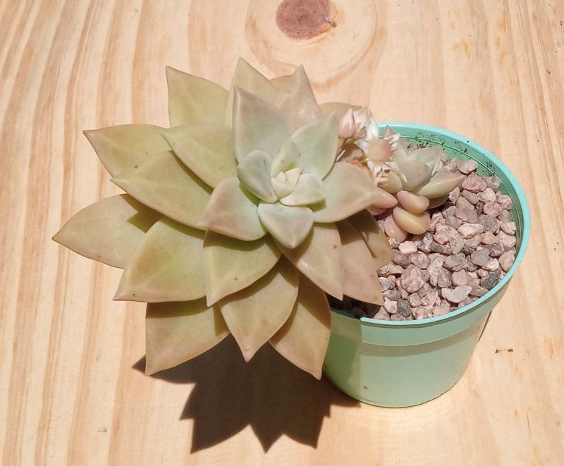A photo of Sedum Pat s Pink (HIBRIDO)