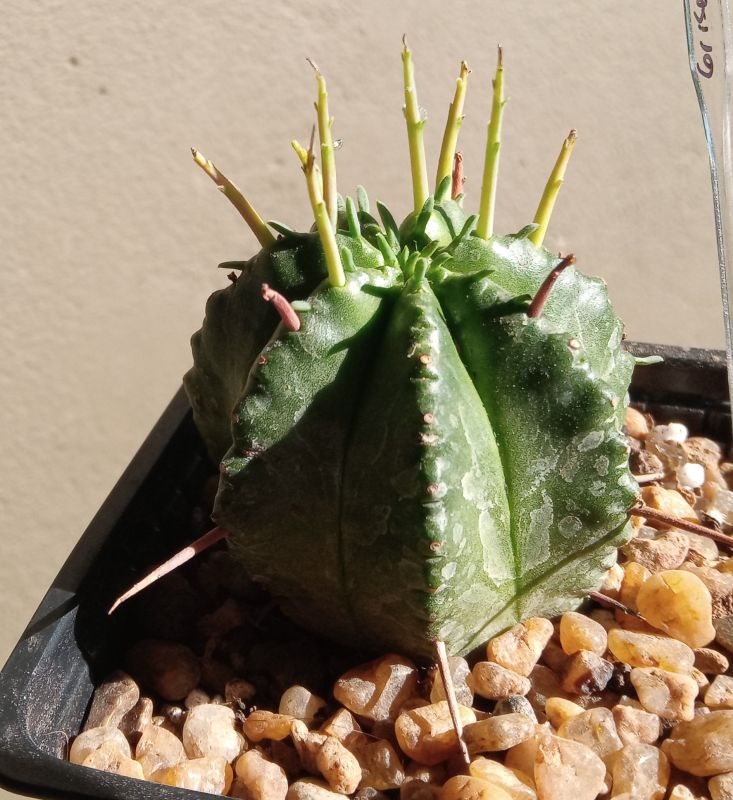 A photo of Euphorbia meloformis