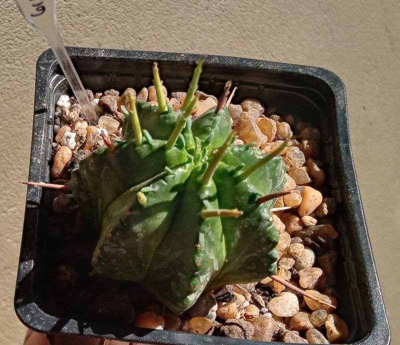 A photo of Euphorbia meloformis
