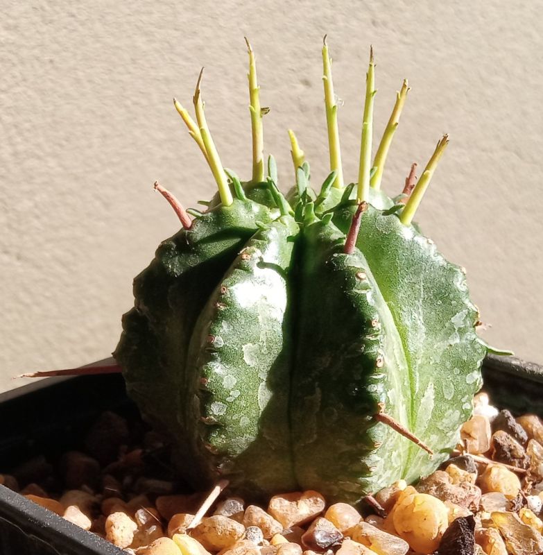 A photo of Euphorbia meloformis