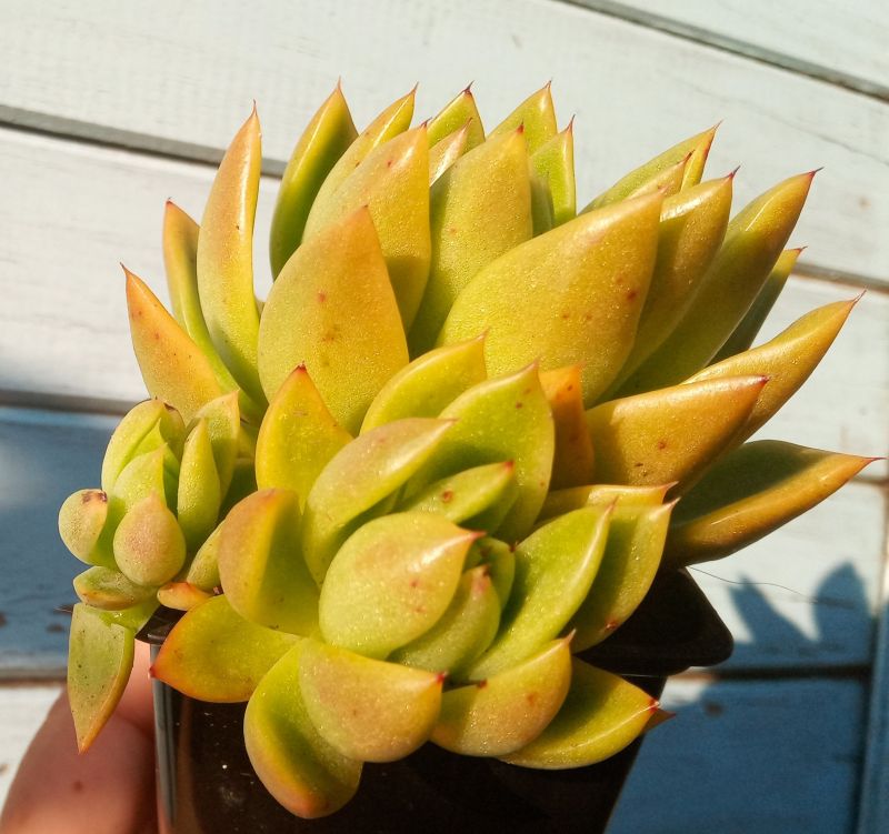 Una foto de Echeveria agavoides 