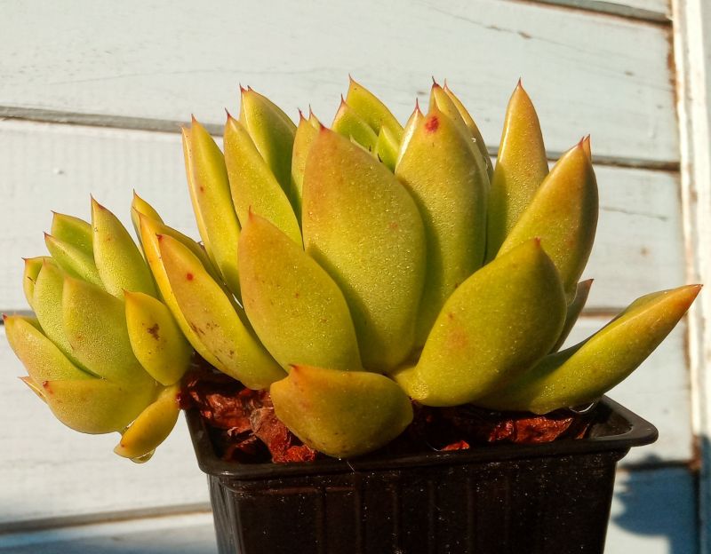 Una foto de Echeveria agavoides 