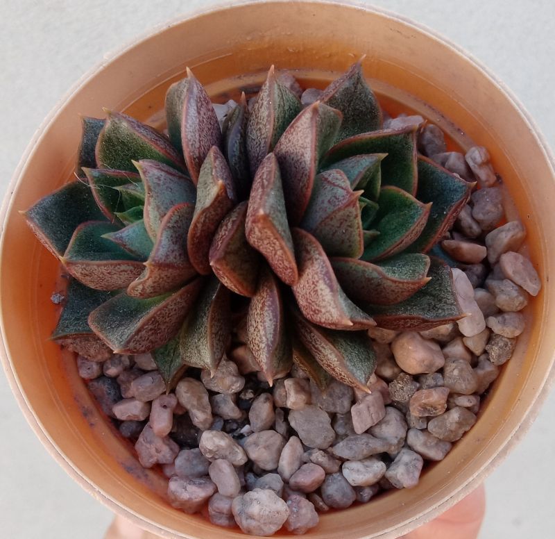 A photo of Echeveria Dionysos (E. purpusorum x E. spec.) (HIBRIDO)