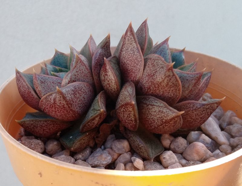 A photo of Echeveria Dionysos (E. purpusorum x E. spec.) (HIBRIDO)