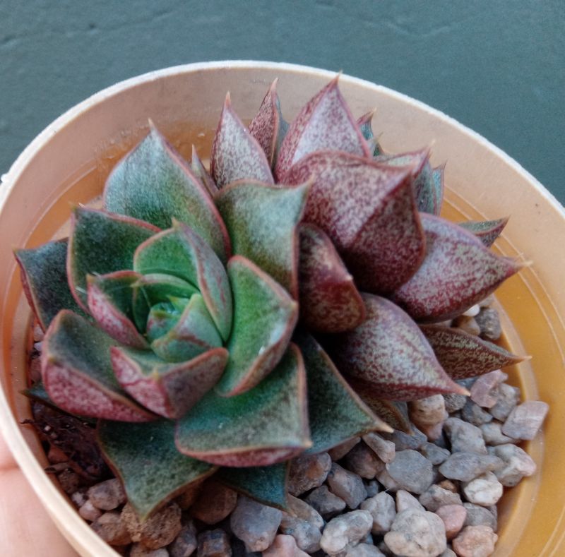 A photo of Echeveria Dionysos (E. purpusorum x E. spec.) (HIBRIDO)