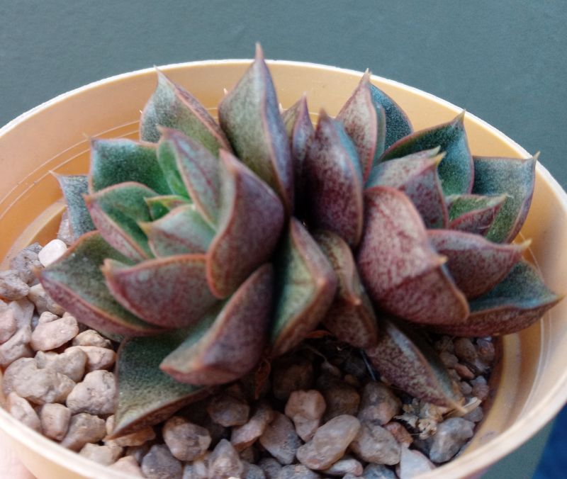 A photo of Echeveria Dionysos (E. purpusorum x E. spec.) (HIBRIDO)