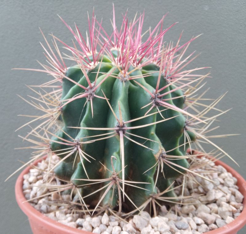 A photo of Ferocactus pilosus