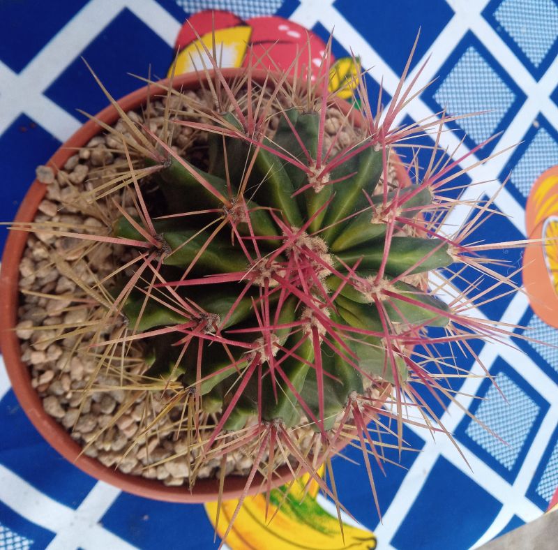 A photo of Ferocactus pilosus