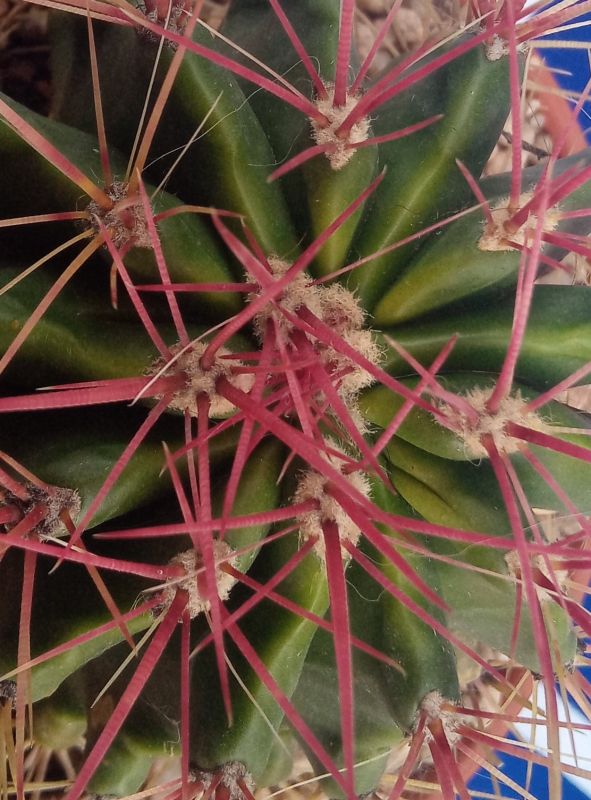 A photo of Ferocactus pilosus