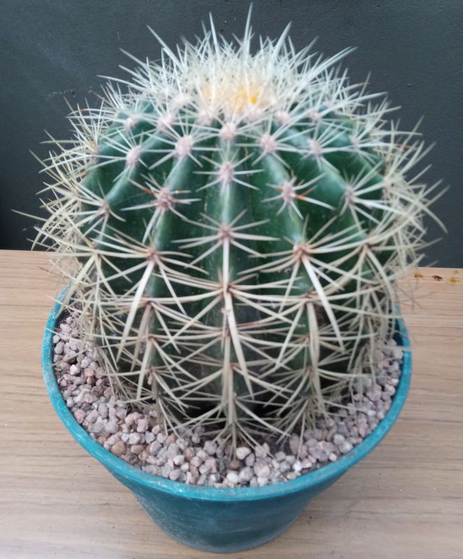 A photo of Echinocactus grusonii