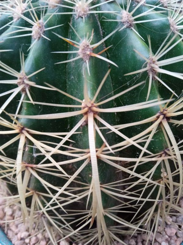 A photo of Echinocactus grusonii