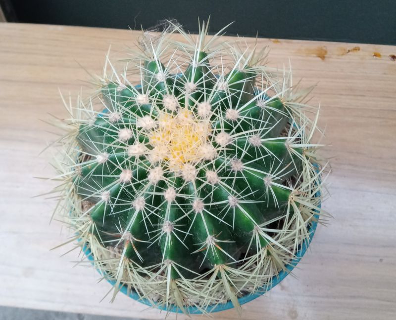 A photo of Echinocactus grusonii