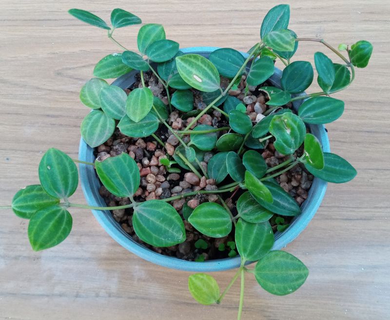 Una foto de Dischidia ovata  