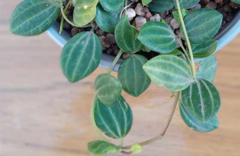 Una foto de Dischidia ovata  