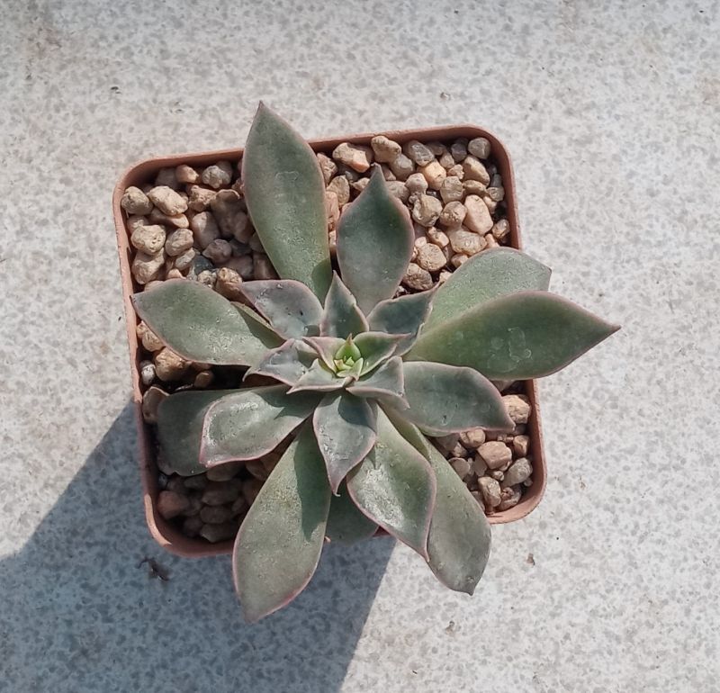 A photo of Echeveria Madiba (HIBRIDO)