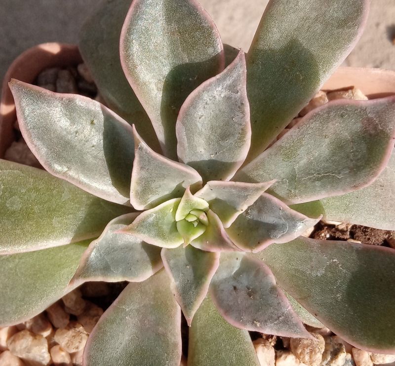 A photo of Echeveria Madiba (HIBRIDO)