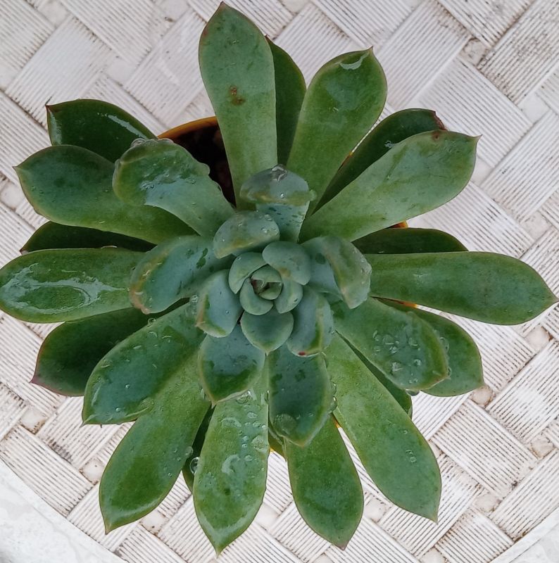 Una foto de Echeveria Reia Tanaka ( Echeveria pulidonis x E. secunda) (HIBRIDO)