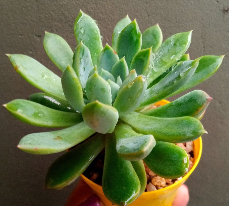 Una foto de Echeveria Reia Tanaka ( Echeveria pulidonis x E. secunda) (HIBRIDO)